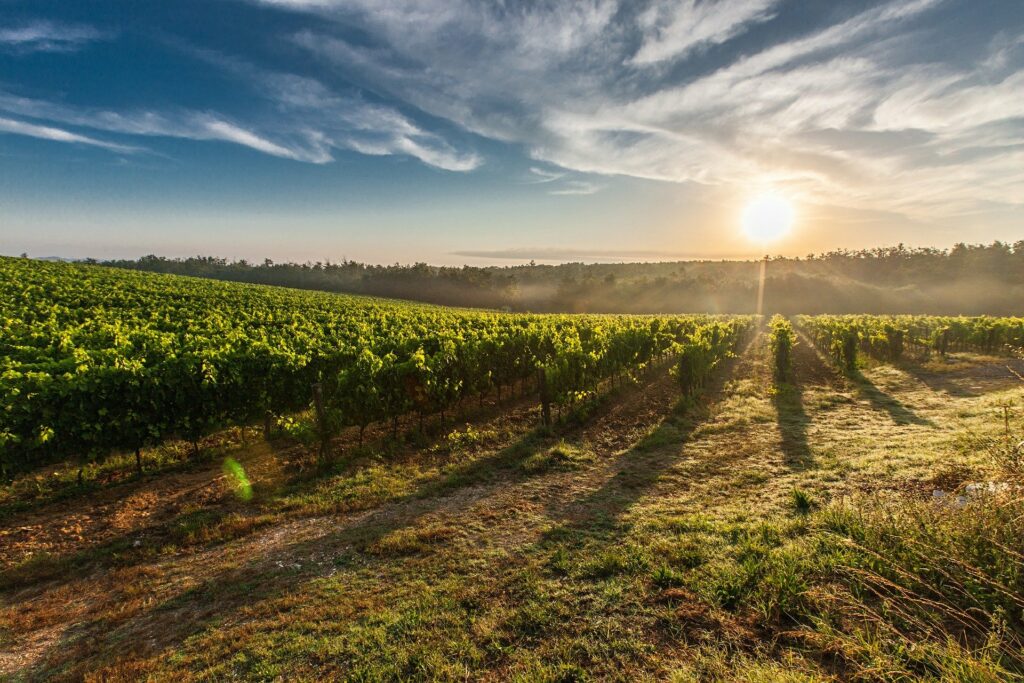 Lutte obligatoire contre la flavescence dorée de la vigne et son vecteur en région PACA