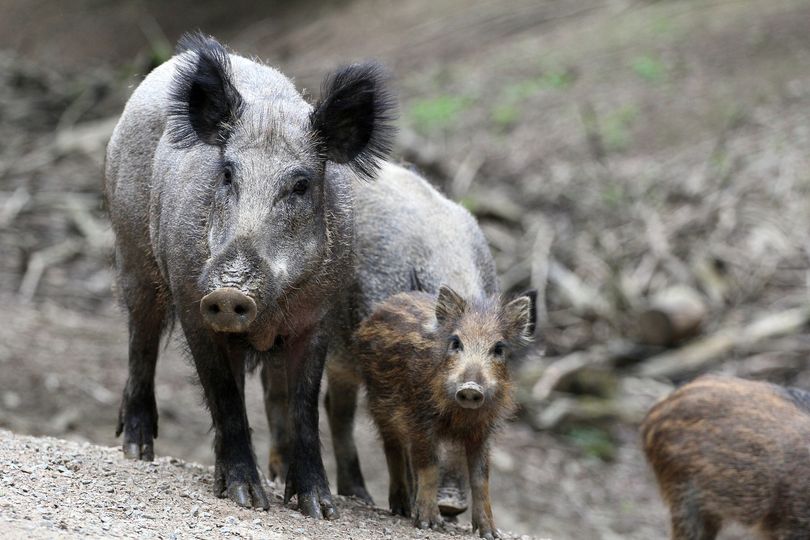 Interdiction de nourrissage des sangliers dans le Var